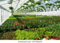 «Flowers. Greenhouses. Fazenda» Expo 2027 (Kazakhstan) Almaty 2027